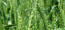 Wheat Products